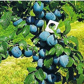 Pflaumen - Meissner Obstgarten Geisler